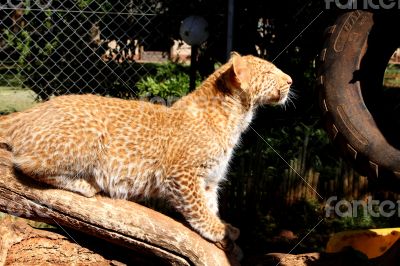 Absolutely Unique Strawberry Leopard