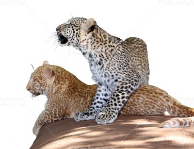 Portrait Isolated Picture of Unique Young Leopard Siblings 