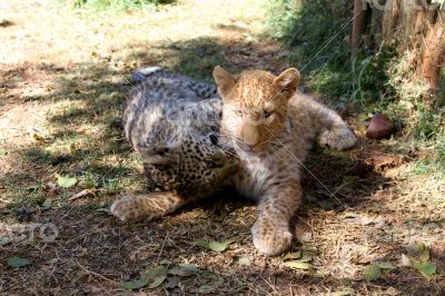 Absolutely Unique Strawberry Leopard