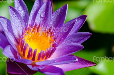 Beautiful purple Lotus flower