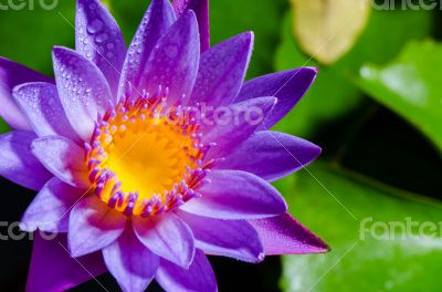 Beautiful purple Lotus flower