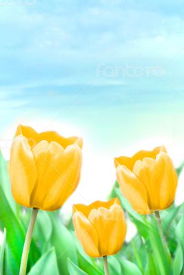 beautiful yellow tulips beautiful yellow tulips
