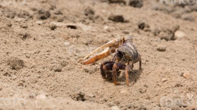 Fiddler crab in the sand