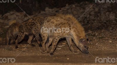 Spotted wild hyenas