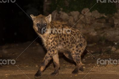 Spotted wild hyena