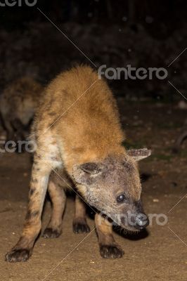 Spotted wild hyena