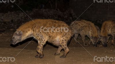 Spotted wild hyenas