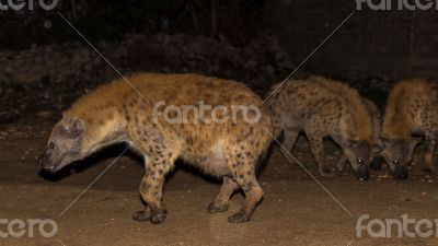 Spotted wild hyenas Spotted wild hyenas
