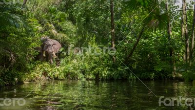 Elephant in the jungle