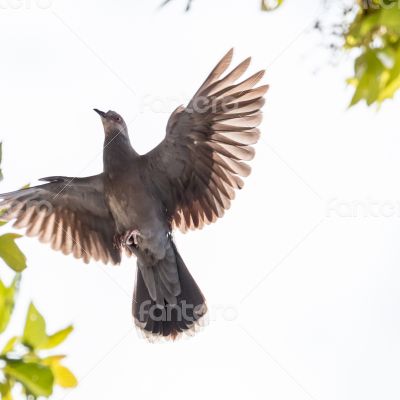 A pigeon in mid flight