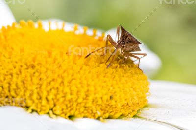 Insect sucking nectar of a flower