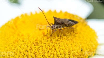 Insect sucking  the nectar of a flower