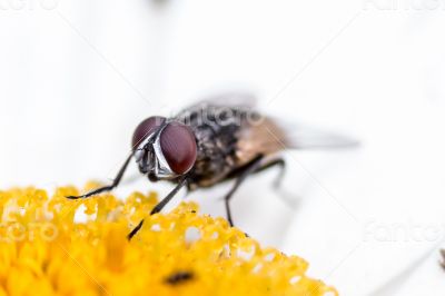 House fly sucking  the nectar of a flower