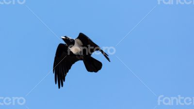 Crow in mid flight