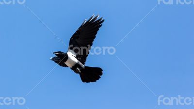 Crow in mid flight