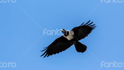 Crow in mid flight