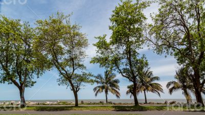 Trees by the shores of Maputo Bay