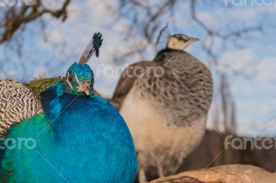 Couple of peacock