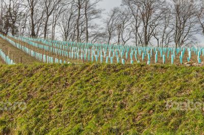 Vineyard Vineyard