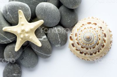 Natural spa elements- seashell with starshell and stones on whit