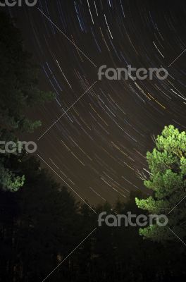 The star sky at winter night in wood. Movement of stars