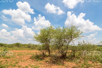 Shrubs in the dry savannah grasslands of Botswana

