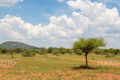 Shrubs in the dry savannah grasslands of Botswana

