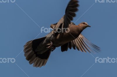 A pigeon in mid flight