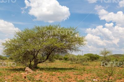Shrubs in the dry savannah grasslands of Botswana

