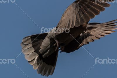 A pigeon in mid flight