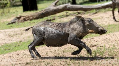 African warthog