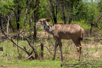 Kudu