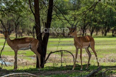 Impala 