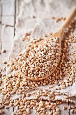 wheat grain in wooden spoon