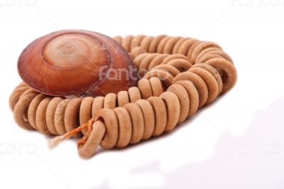 Shell with wood beads on the white background Shell with wood beads on the white background