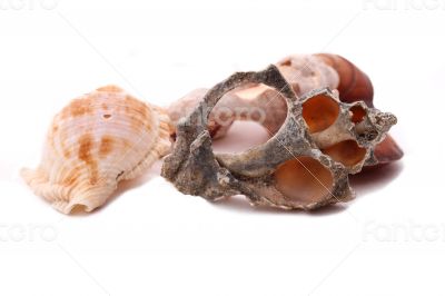The Old Shell on the white background