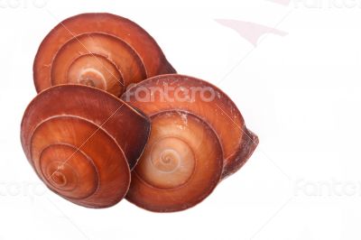 The Three Shell on the white background