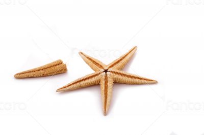 The single starfish and cut on the white background