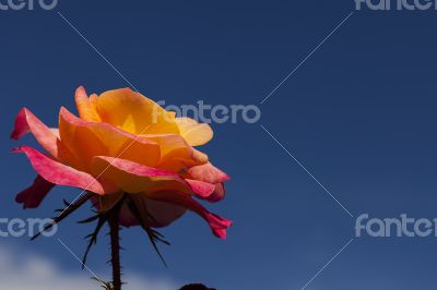 Pink and Orange Rose