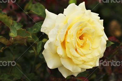 Lemon Rose
