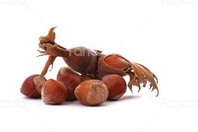 The Hazelnut and in the leaf on white background