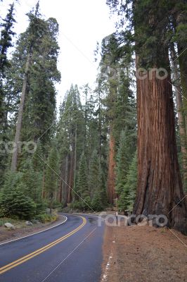 Driving between giants