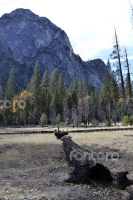 Dead tree in Kings Canyon