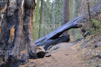 Bridge across a sequoia Bridge across a sequoia