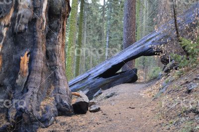 Bridge across a sequoia