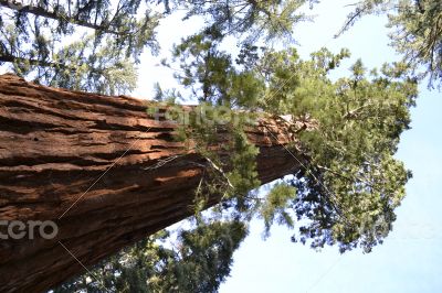 Giant sequoia from the bottom Giant sequoia from the bottom