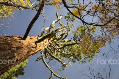 Giant sequoia from the bottom Giant sequoia from the bottom