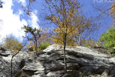 Trees on a wall Trees on a wall