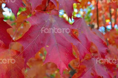 Red maple leave Red maple leave