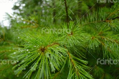 Pine needle after the rain Pine needle after the rain